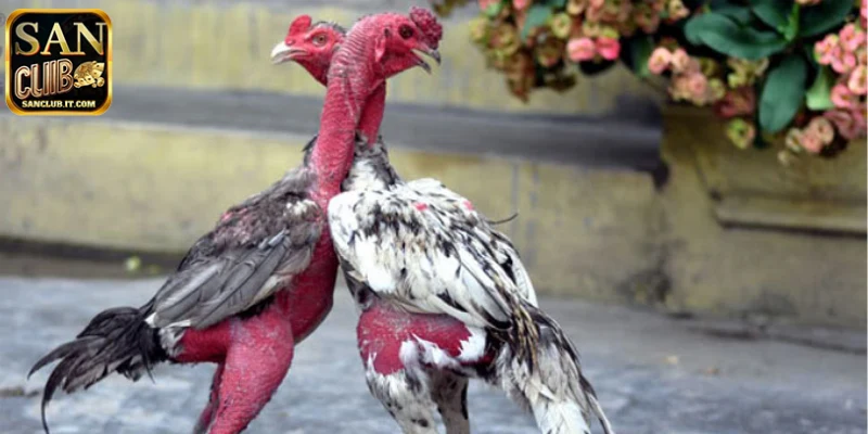 Tổng quan thông tin về cách chơi đá gà online SANCLUB