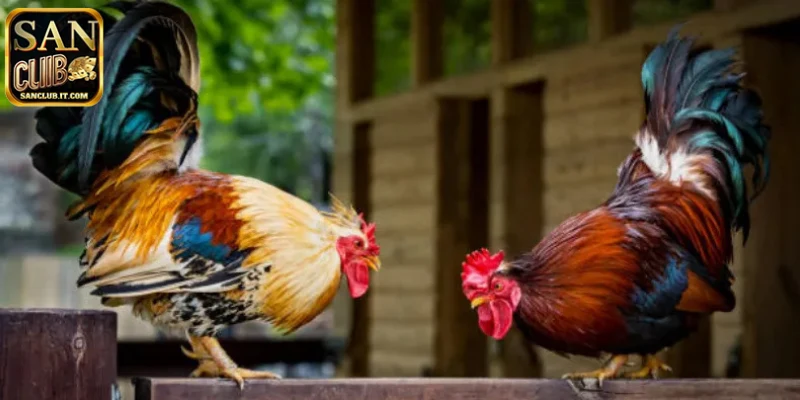 Những lưu ý quan trọng anh em cần quan tâm khi chơi đá gà online SANCLUB